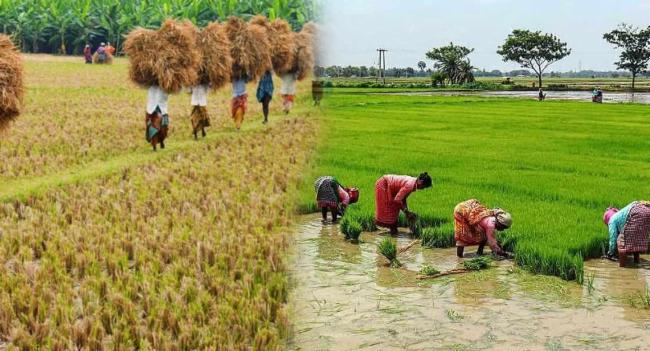 යාය 500 විශේෂ කෘෂිකාර්මික වැඩසටහන ඇරඹේ...